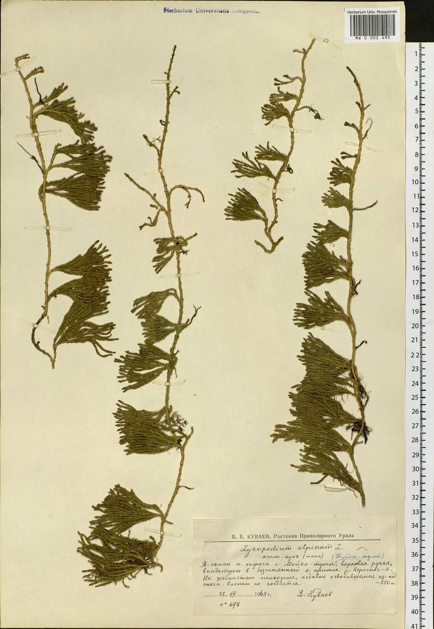 Diphasiastrum alpinum (L.) Holub, Eastern Europe, Northern region (E1) (Russia)