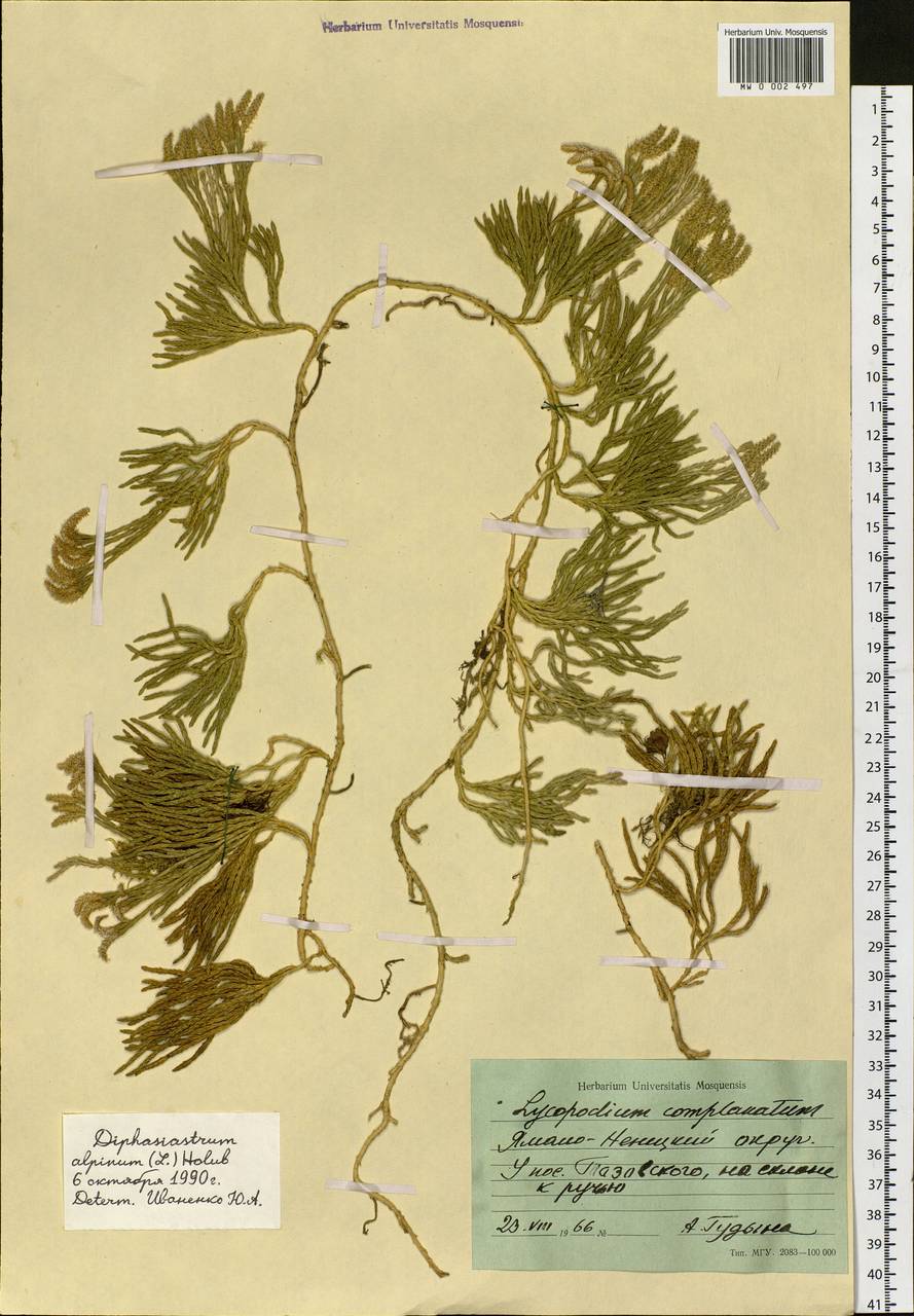 Diphasiastrum alpinum (L.) Holub, Siberia, Western Siberia (S1) (Russia)