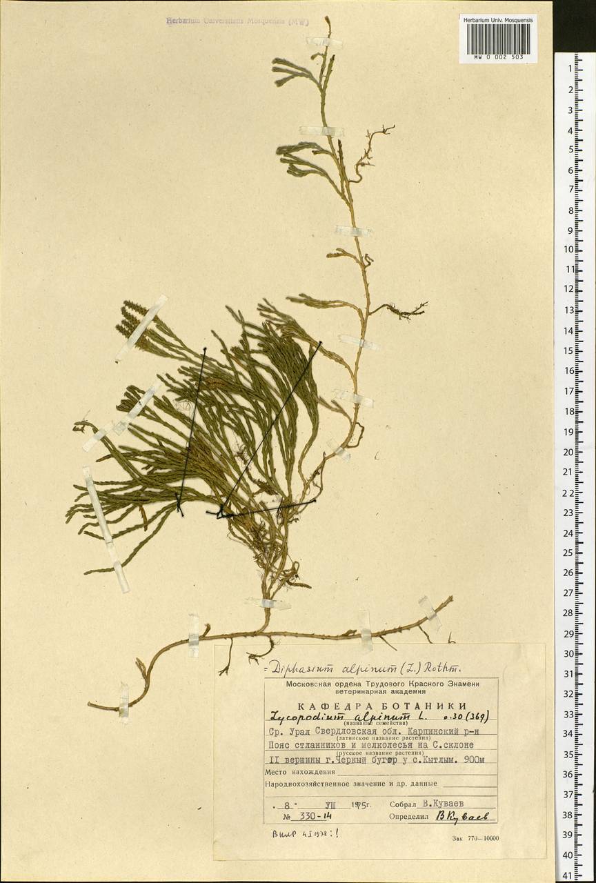 Diphasiastrum alpinum (L.) Holub, Eastern Europe, Eastern region (E10) (Russia)