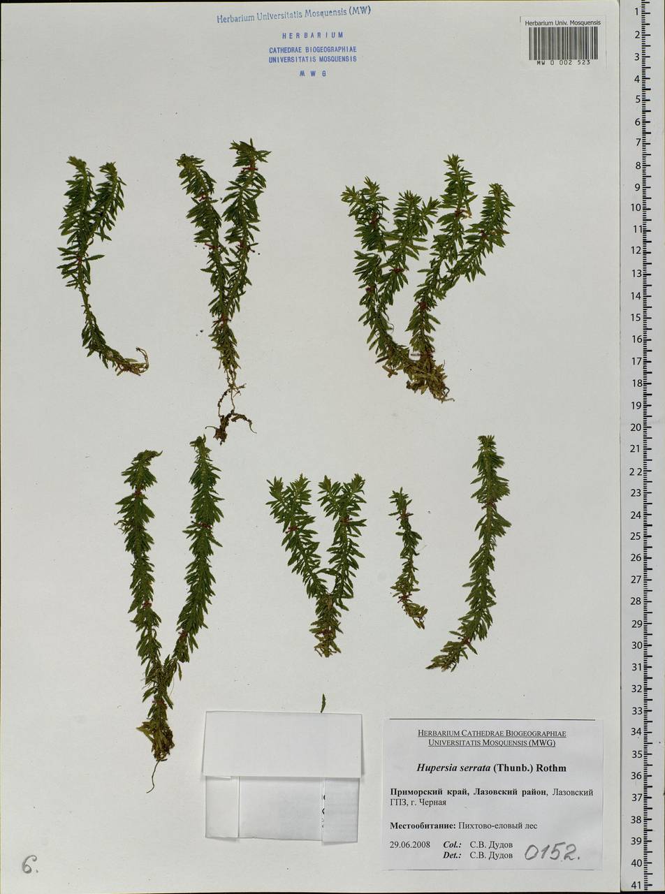Huperzia serrata (Thunb.) Trevis., Siberia, Russian Far East (S6) (Russia)