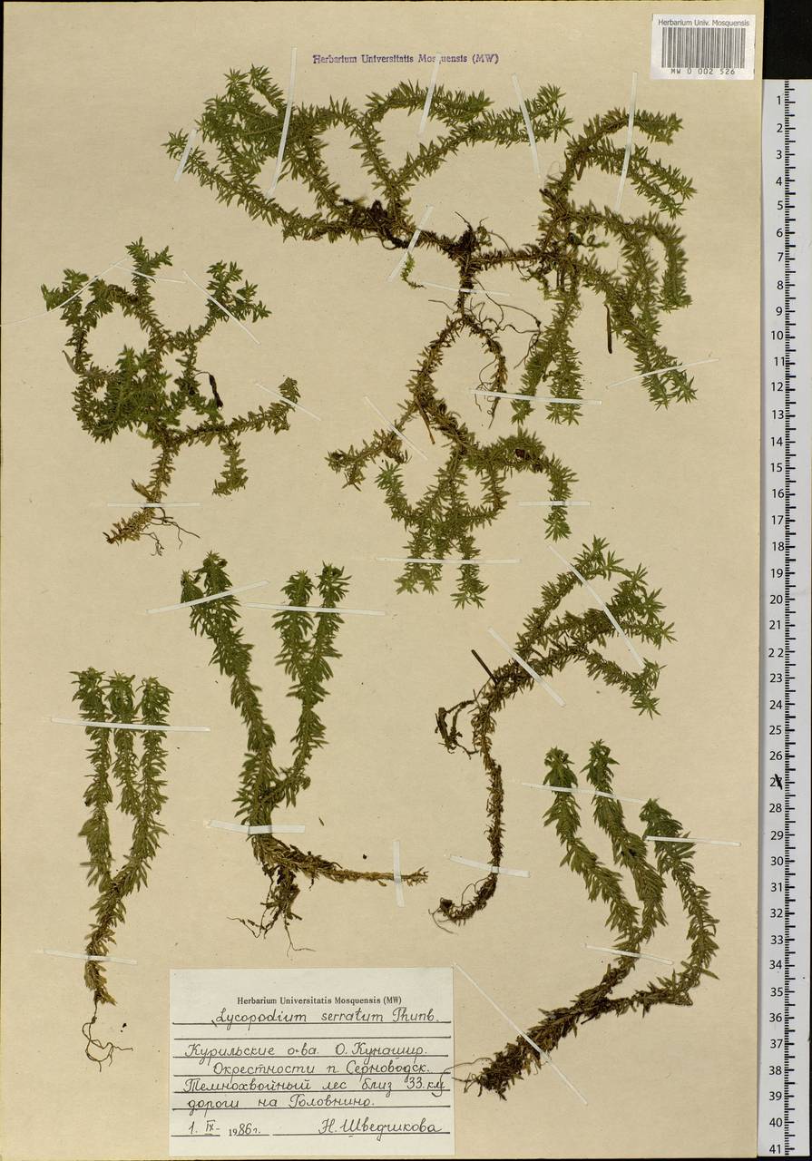 Huperzia serrata (Thunb.) Trevis., Siberia, Russian Far East (S6) (Russia)