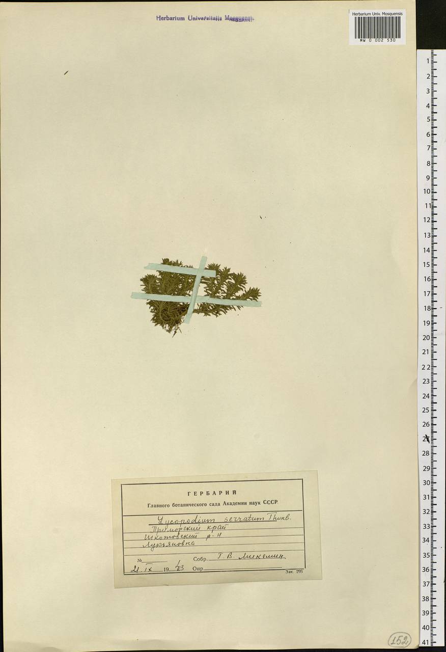 Huperzia serrata (Thunb.) Trevis., Siberia, Russian Far East (S6) (Russia)