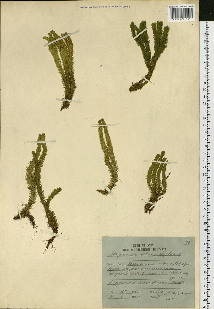 Huperzia selago (L.) Bernh., Siberia, Russian Far East (S6) (Russia)