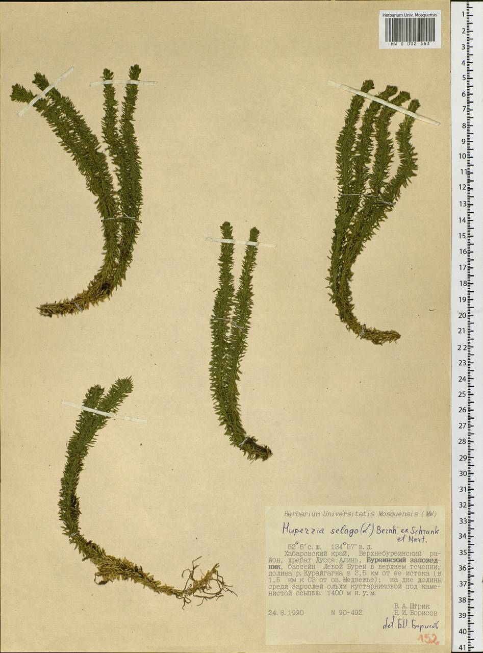 Huperzia selago, Siberia, Russian Far East (S6) (Russia)