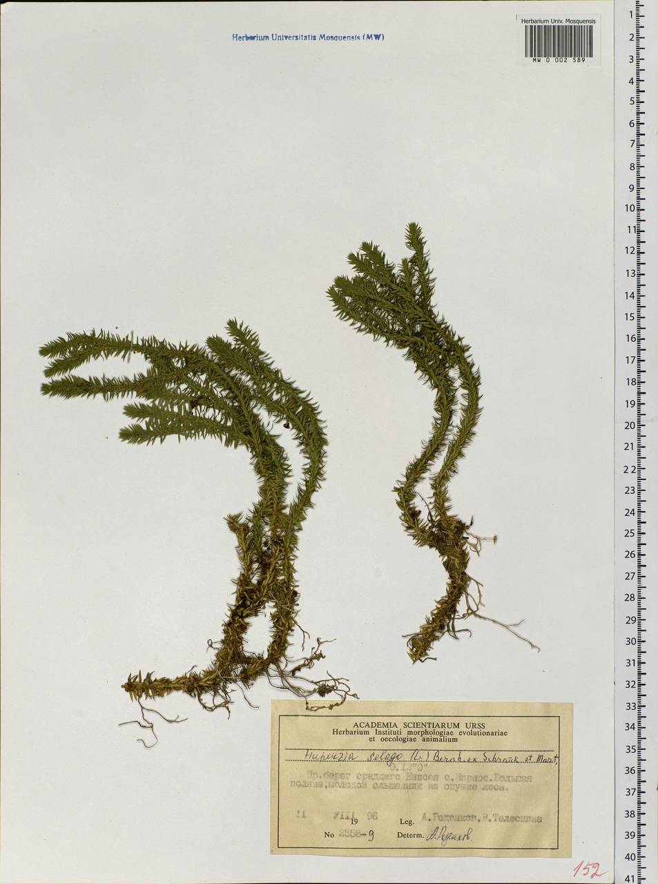 Huperzia selago (L.) Bernh., Siberia, Central Siberia (S3) (Russia)