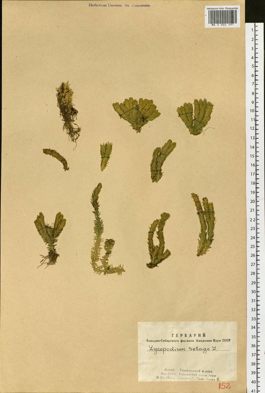 Huperzia selago (L.) Bernh., Siberia, Altai & Sayany Mountains (S2) (Russia)