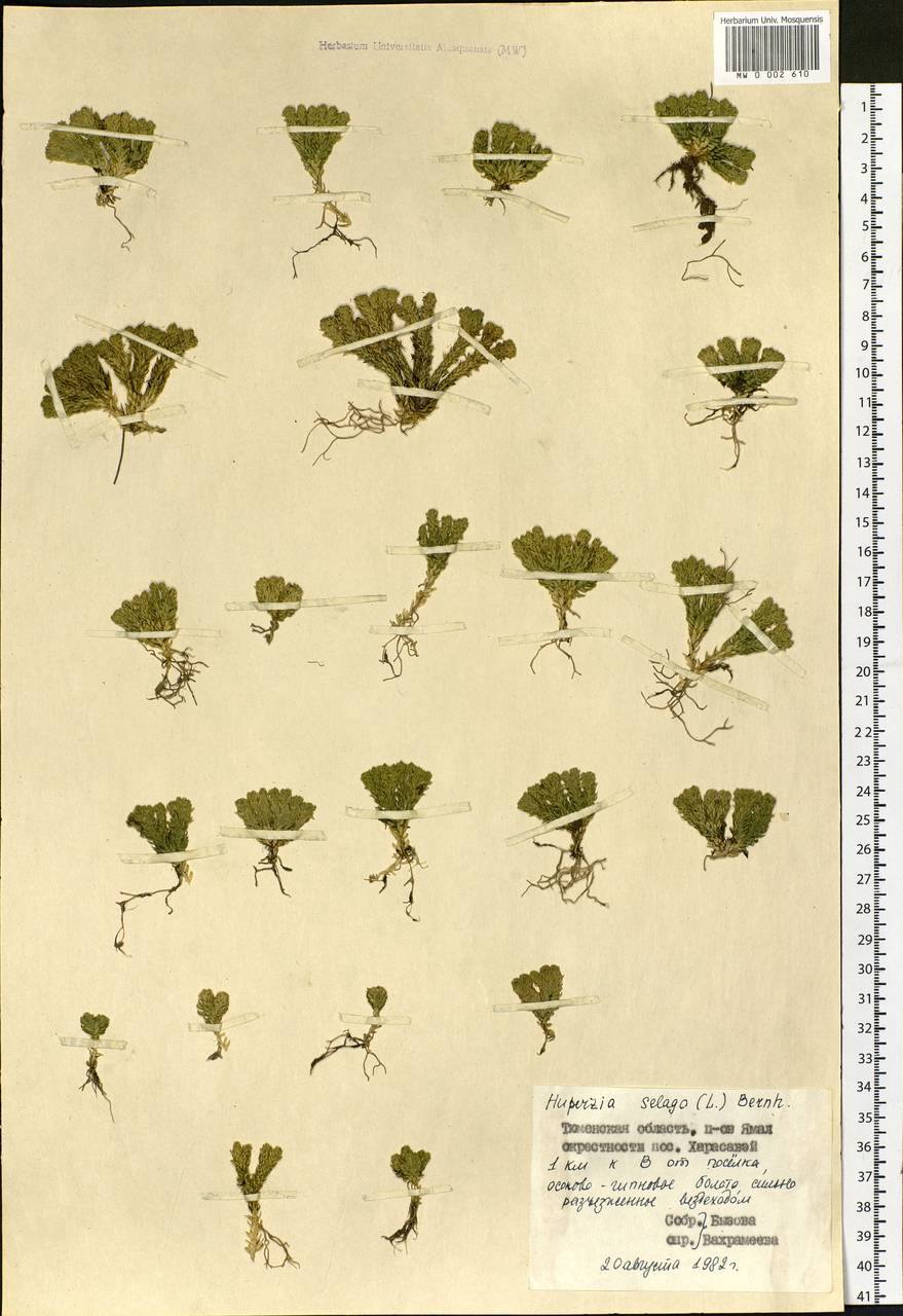 Huperzia selago (L.) Bernh., Siberia, Western Siberia (S1) (Russia)