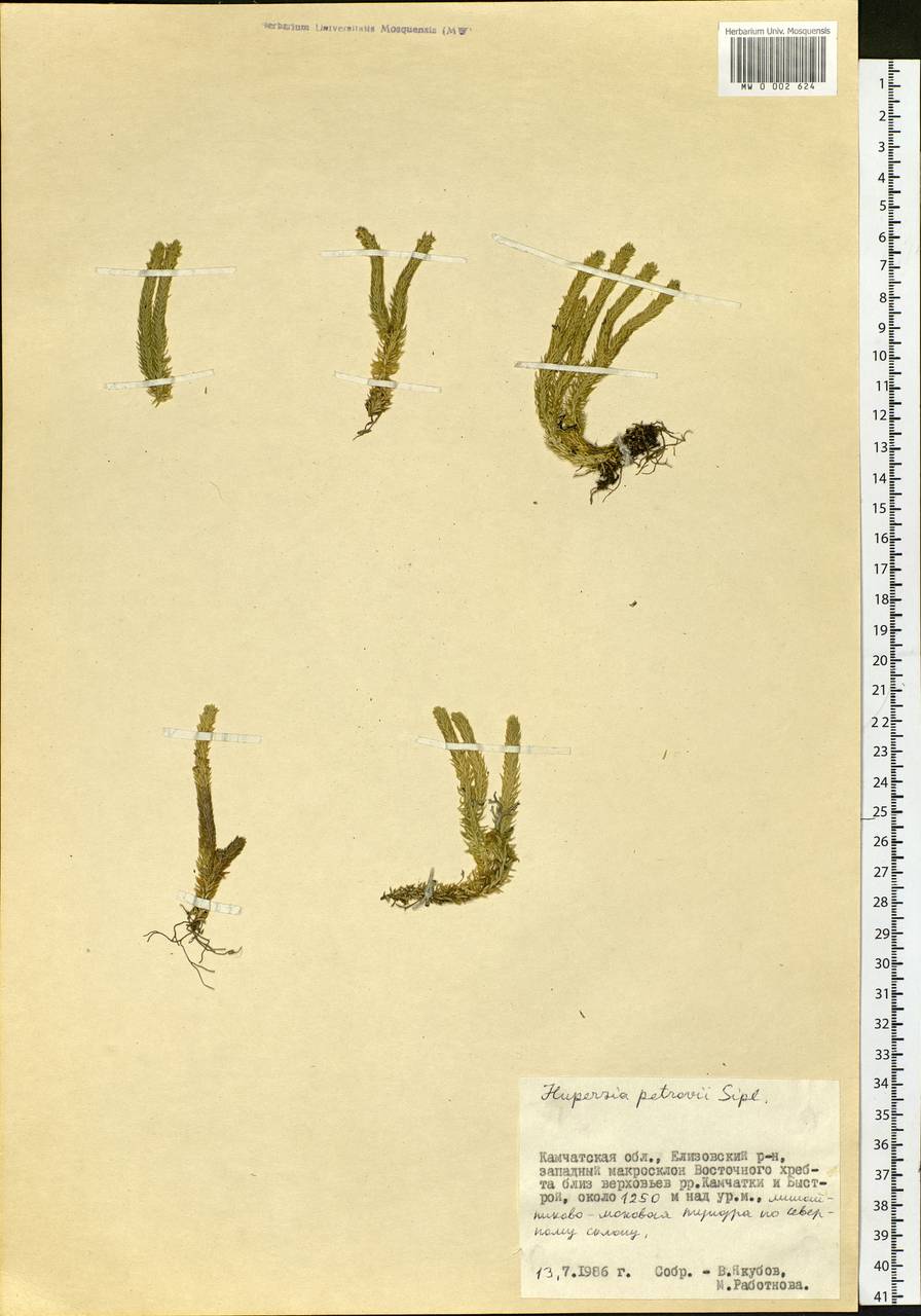 Huperzia selago subsp. appressa (Bach. Pyl. ex Desv.) D. Löve, Siberia, Chukotka & Kamchatka (S7) (Russia)