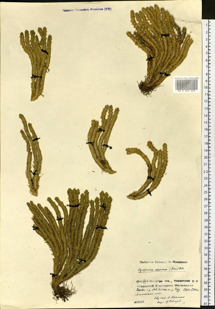 Huperzia selago subsp. appressa (Bach. Pyl. ex Desv.) D. Löve, Siberia, Baikal & Transbaikal region (S4) (Russia)
