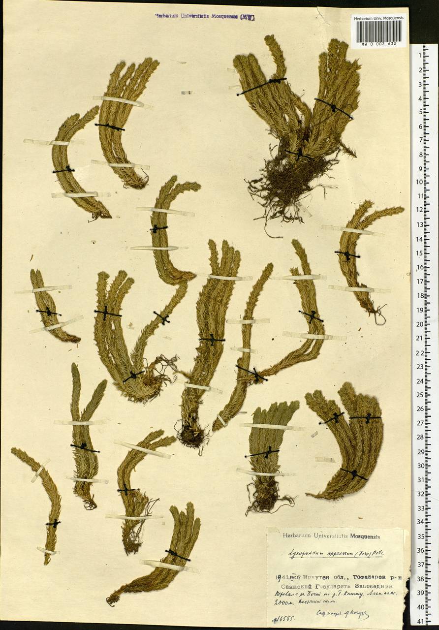 Huperzia selago subsp. appressa (Bach. Pyl. ex Desv.) D. Löve, Siberia, Baikal & Transbaikal region (S4) (Russia)