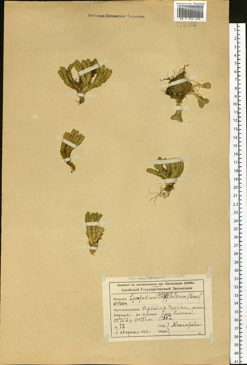 Huperzia selago subsp. appressa (Bach. Pyl. ex Desv.) D. Löve, Siberia, Altai & Sayany Mountains (S2) (Russia)