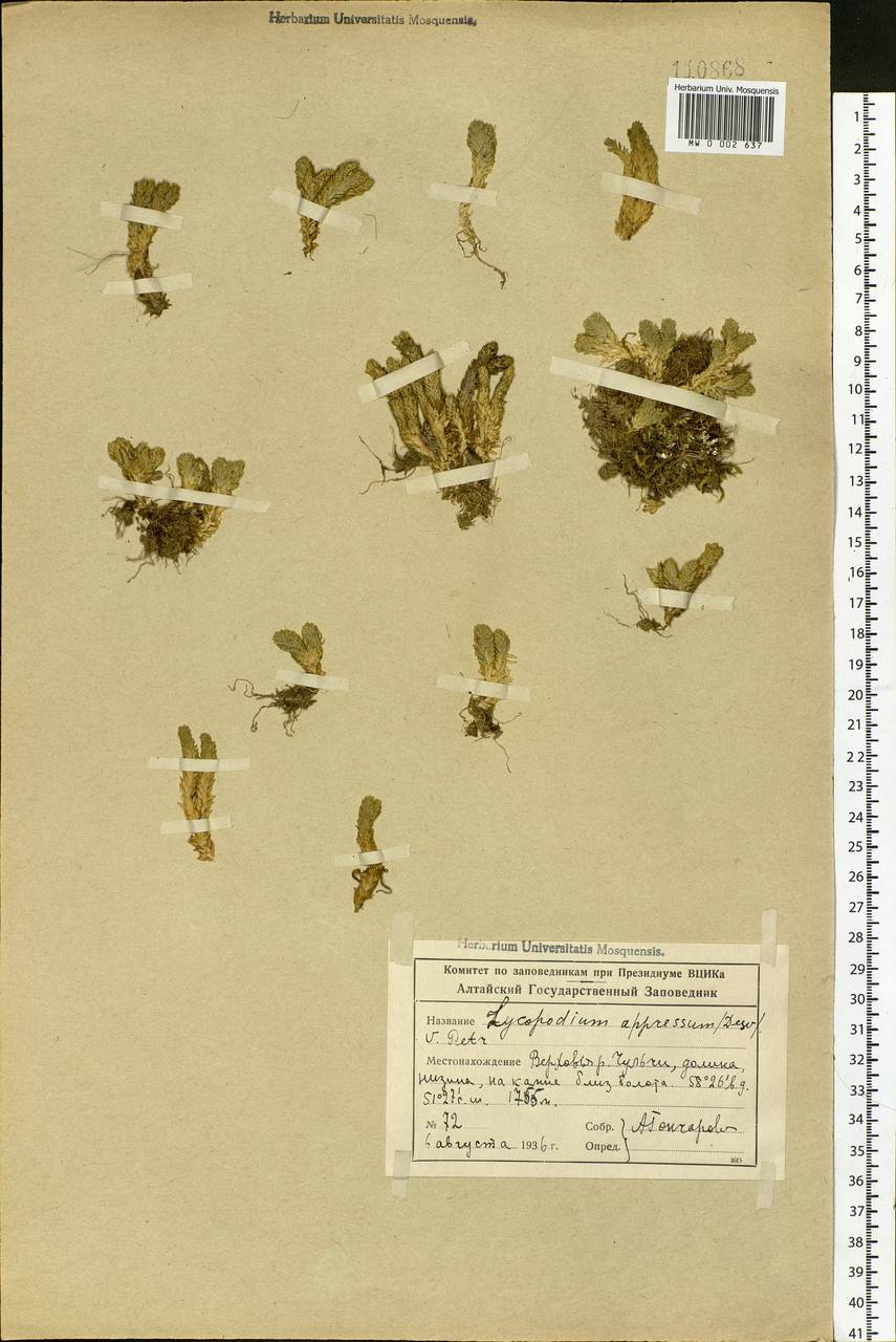 Huperzia selago subsp. appressa (Bach. Pyl. ex Desv.) D. Löve, Siberia, Altai & Sayany Mountains (S2) (Russia)