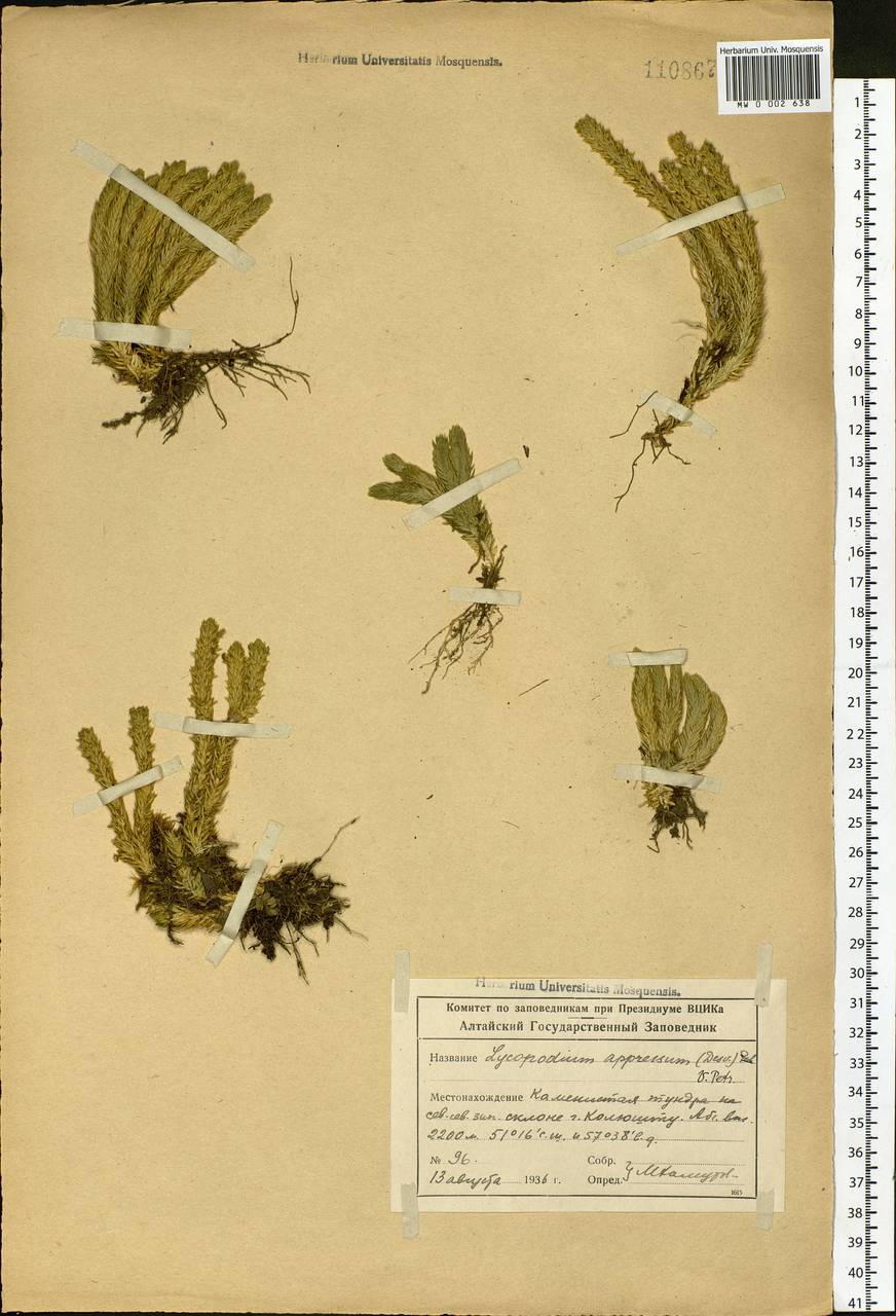 Huperzia selago subsp. appressa (Bach. Pyl. ex Desv.) D. Löve, Siberia, Altai & Sayany Mountains (S2) (Russia)