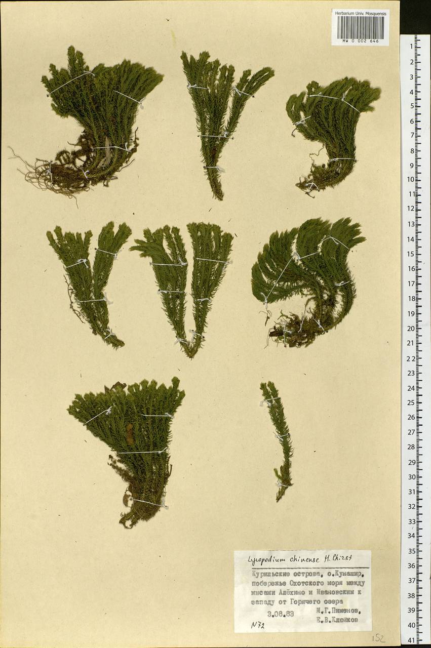 Huperzia chinensis (Christ) Ching, Siberia, Russian Far East (S6) (Russia)