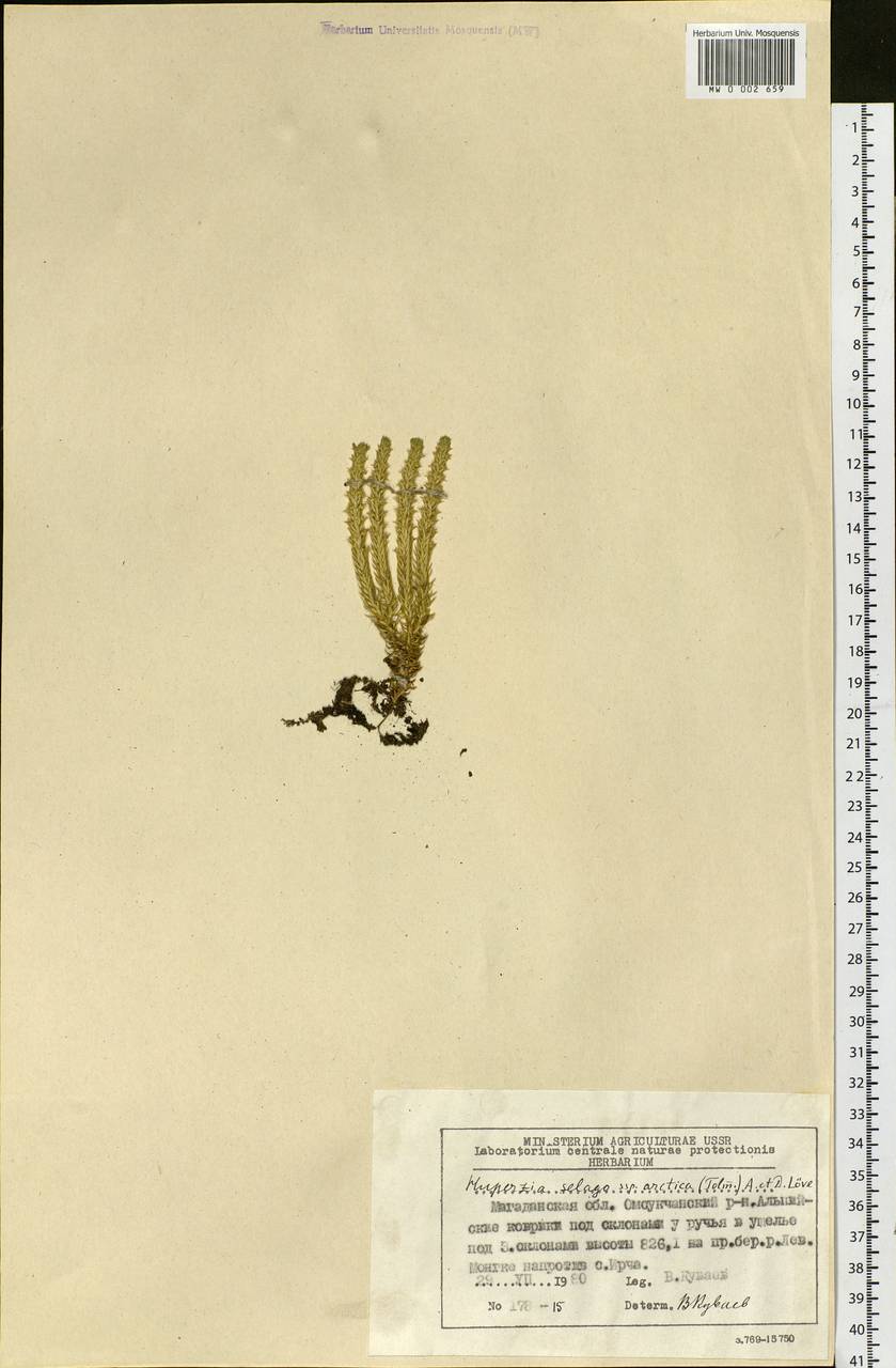 Huperzia selago subsp. appressa (Bach. Pyl. ex Desv.) D. Löve, Siberia, Chukotka & Kamchatka (S7) (Russia)