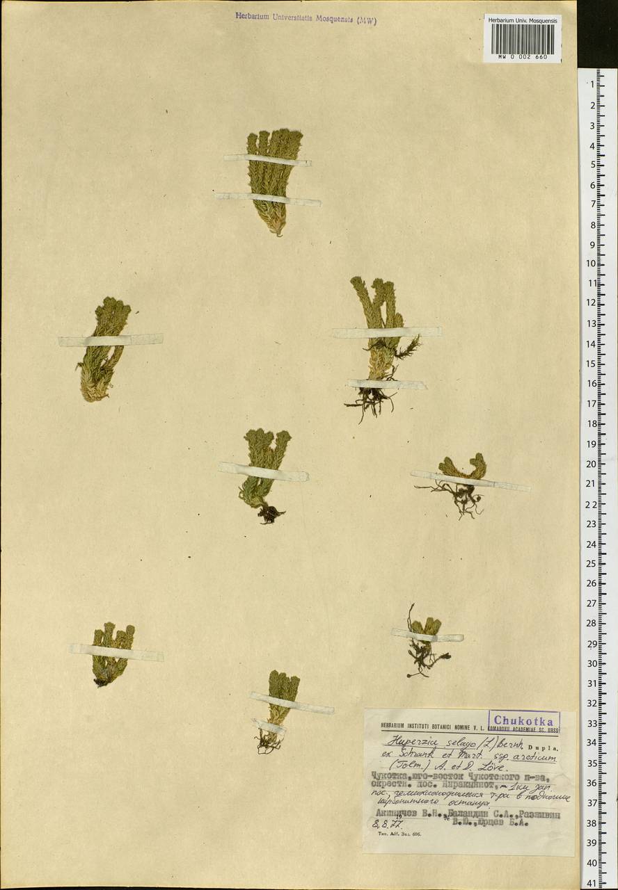 Huperzia selago subsp. appressa (Bach. Pyl. ex Desv.) D. Löve, Siberia, Chukotka & Kamchatka (S7) (Russia)