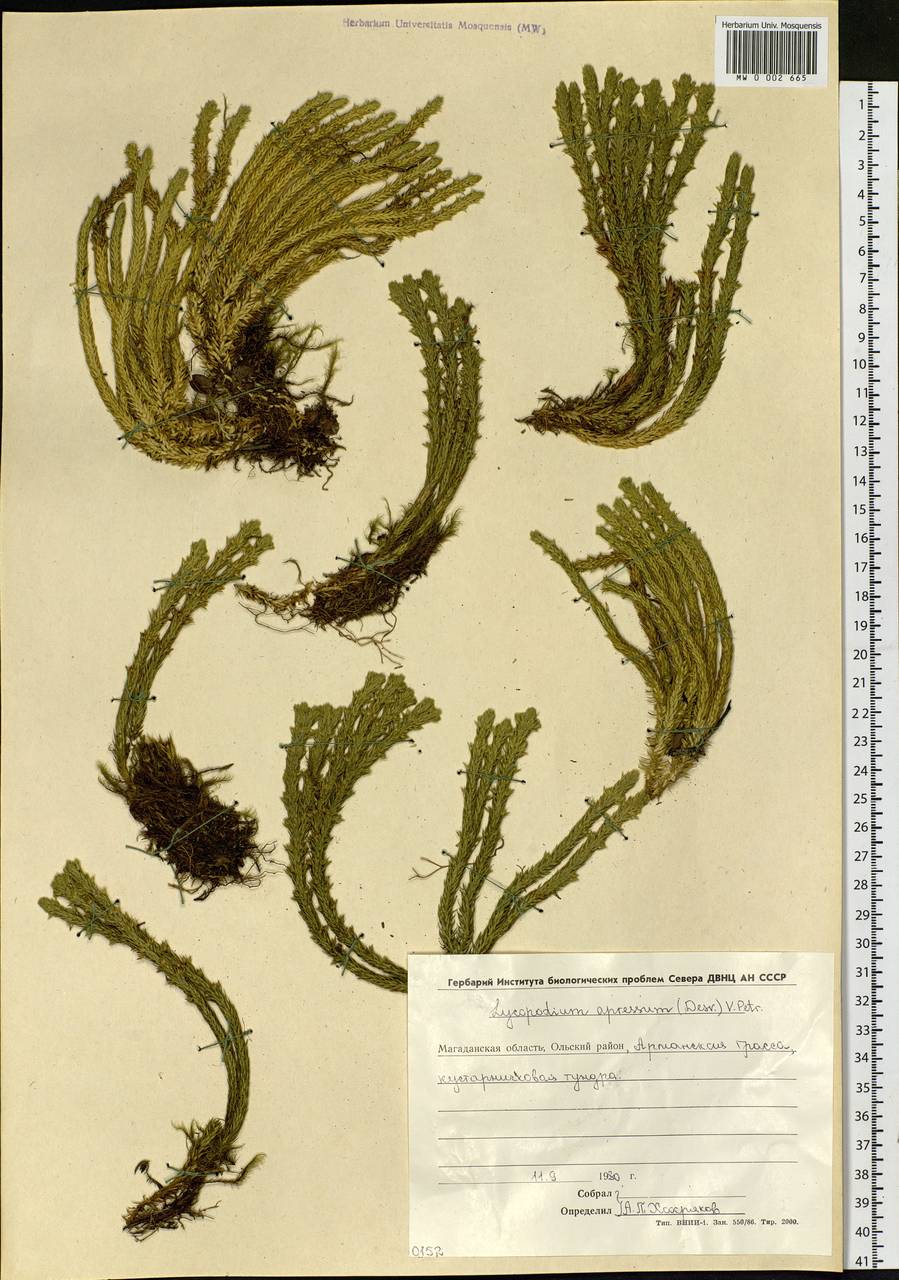 Huperzia selago subsp. appressa (Bach. Pyl. ex Desv.) D. Löve, Siberia, Chukotka & Kamchatka (S7) (Russia)
