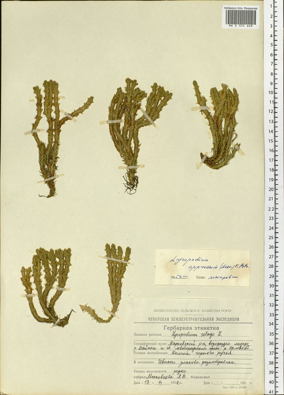 Huperzia selago subsp. appressa (Bach. Pyl. ex Desv.) D. Löve, Siberia, Chukotka & Kamchatka (S7) (Russia)