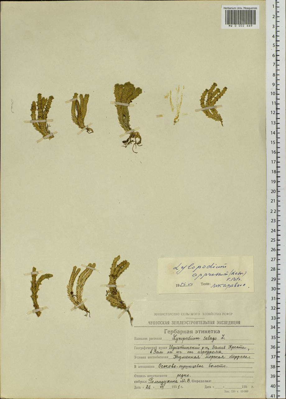 Huperzia selago subsp. appressa (Bach. Pyl. ex Desv.) D. Löve, Siberia, Chukotka & Kamchatka (S7) (Russia)