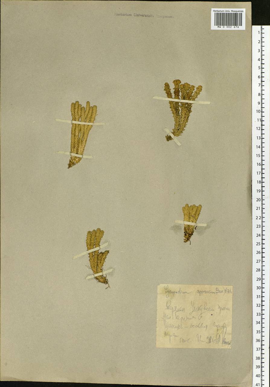 Huperzia selago subsp. appressa (Bach. Pyl. ex Desv.) D. Löve, Siberia, Chukotka & Kamchatka (S7) (Russia)