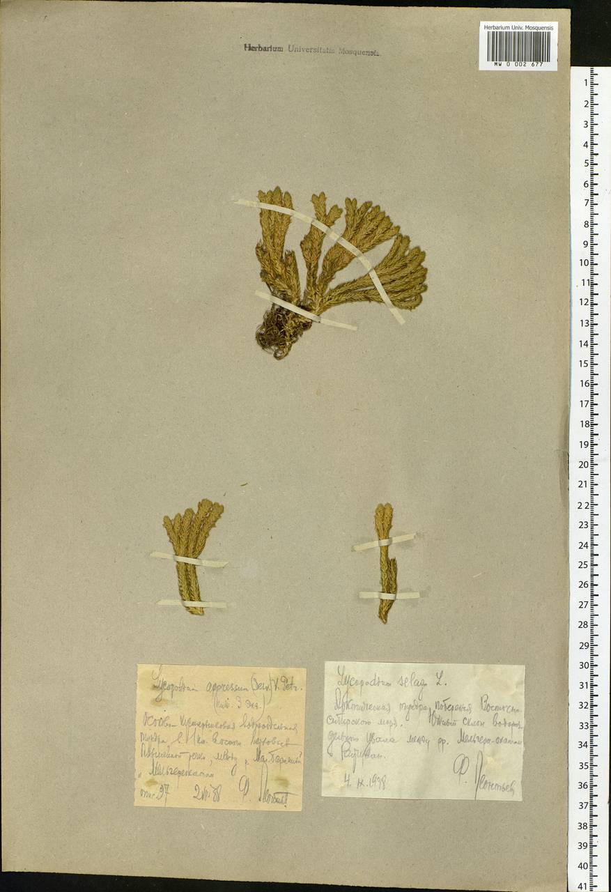 Huperzia selago subsp. appressa (Bach. Pyl. ex Desv.) D. Löve, Siberia, Chukotka & Kamchatka (S7) (Russia)