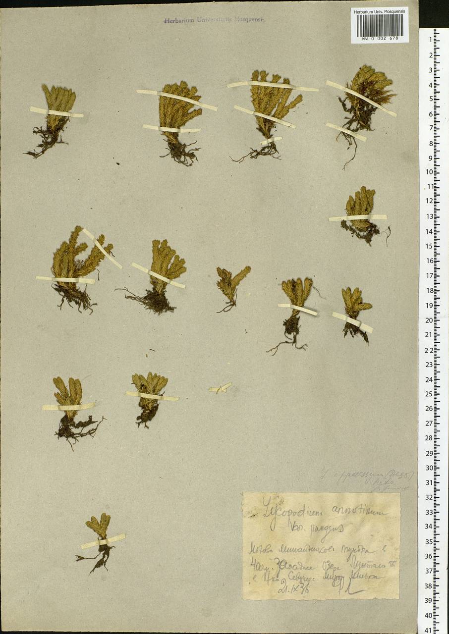 Huperzia selago subsp. appressa (Bach. Pyl. ex Desv.) D. Löve, Siberia, Western Siberia (S1) (Russia)