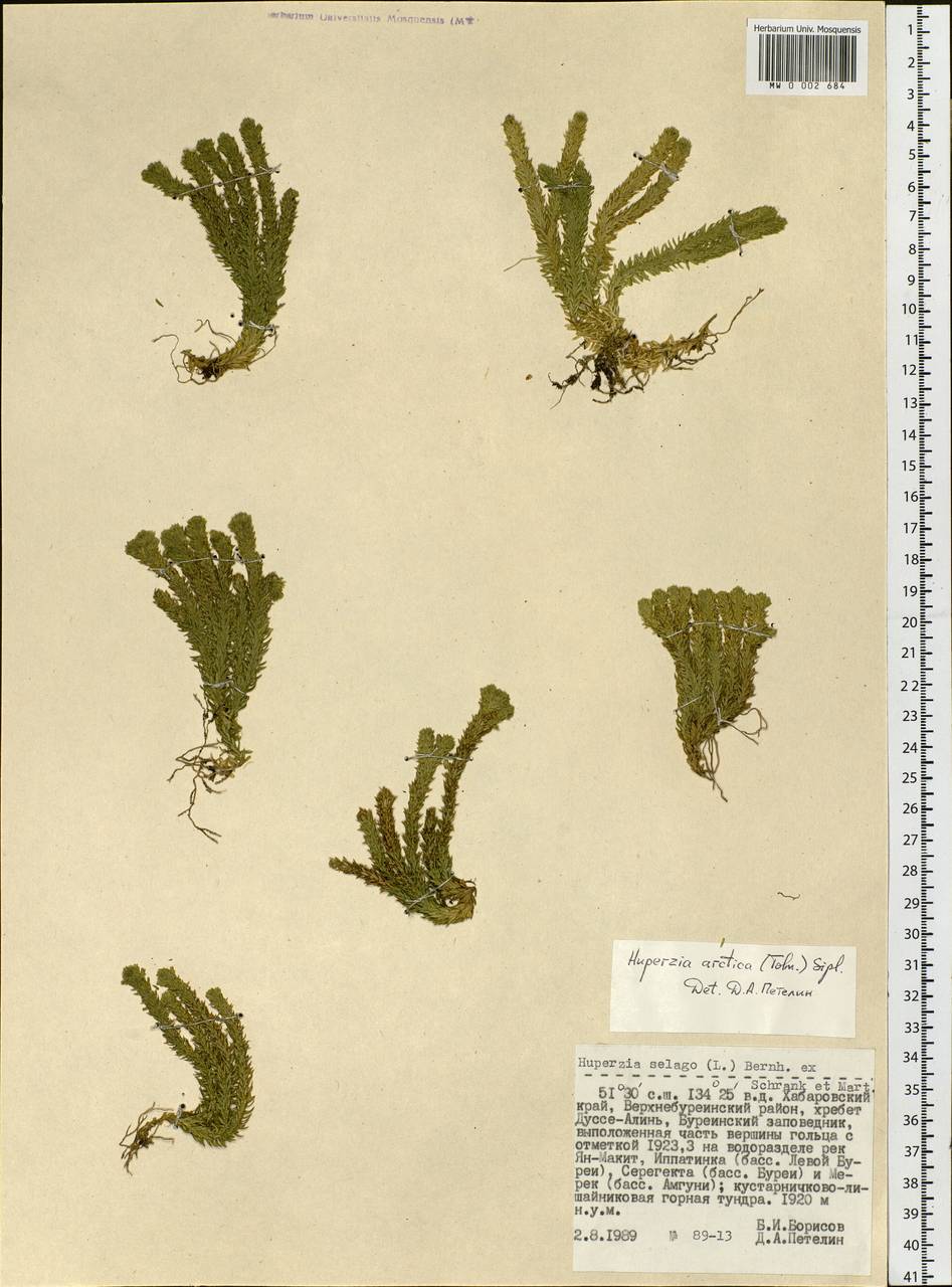 Huperzia selago subsp. appressa (La Pylaie ex Desv.) D. Löve, Siberia, Russian Far East (S6) (Russia)