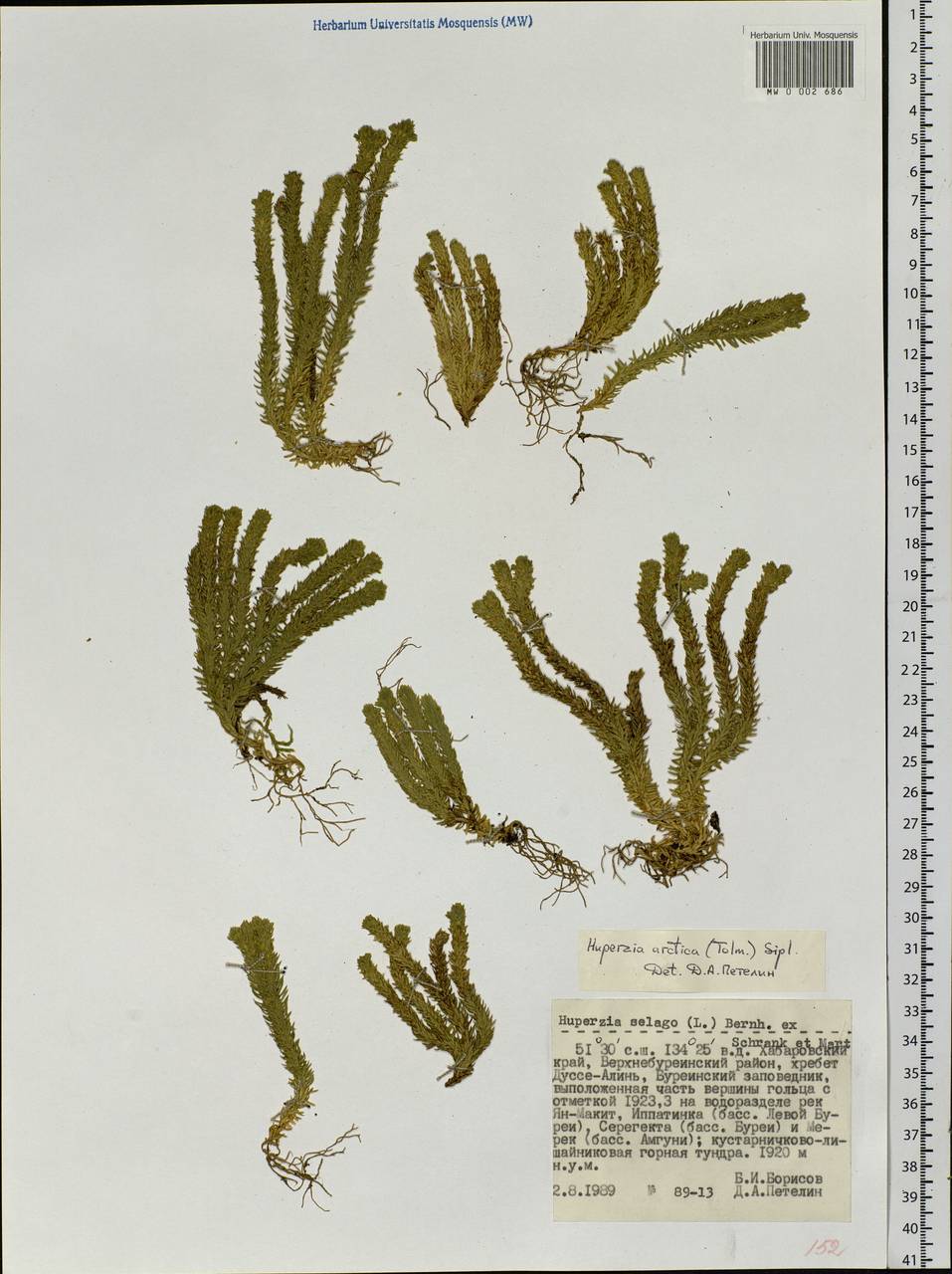 Huperzia selago subsp. appressa (Bach. Pyl. ex Desv.) D. Löve, Siberia, Russian Far East (S6) (Russia)