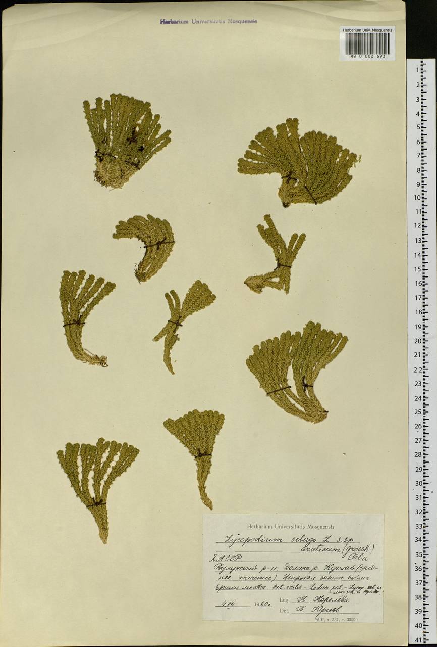 Huperzia selago subsp. appressa (Bach. Pyl. ex Desv.) D. Löve, Siberia, Yakutia (S5) (Russia)