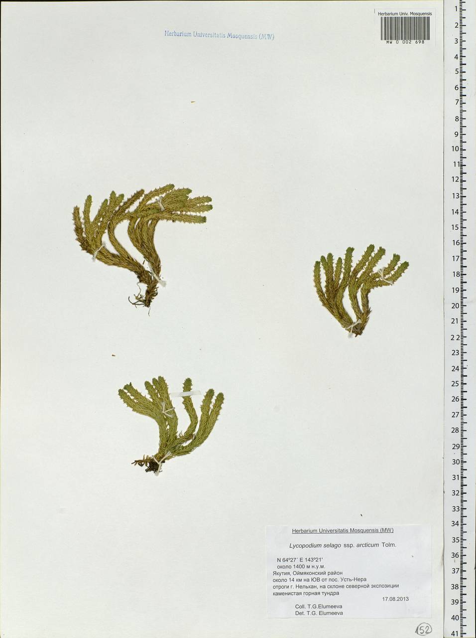 Huperzia selago subsp. appressa (Bach. Pyl. ex Desv.) D. Löve, Siberia, Yakutia (S5) (Russia)