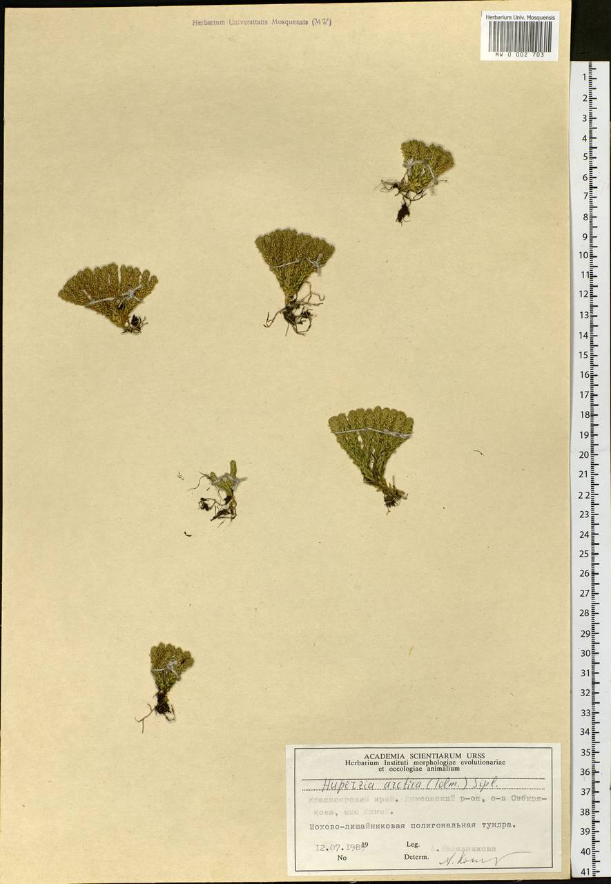 Huperzia selago subsp. appressa (Bach. Pyl. ex Desv.) D. Löve, Siberia, Central Siberia (S3) (Russia)