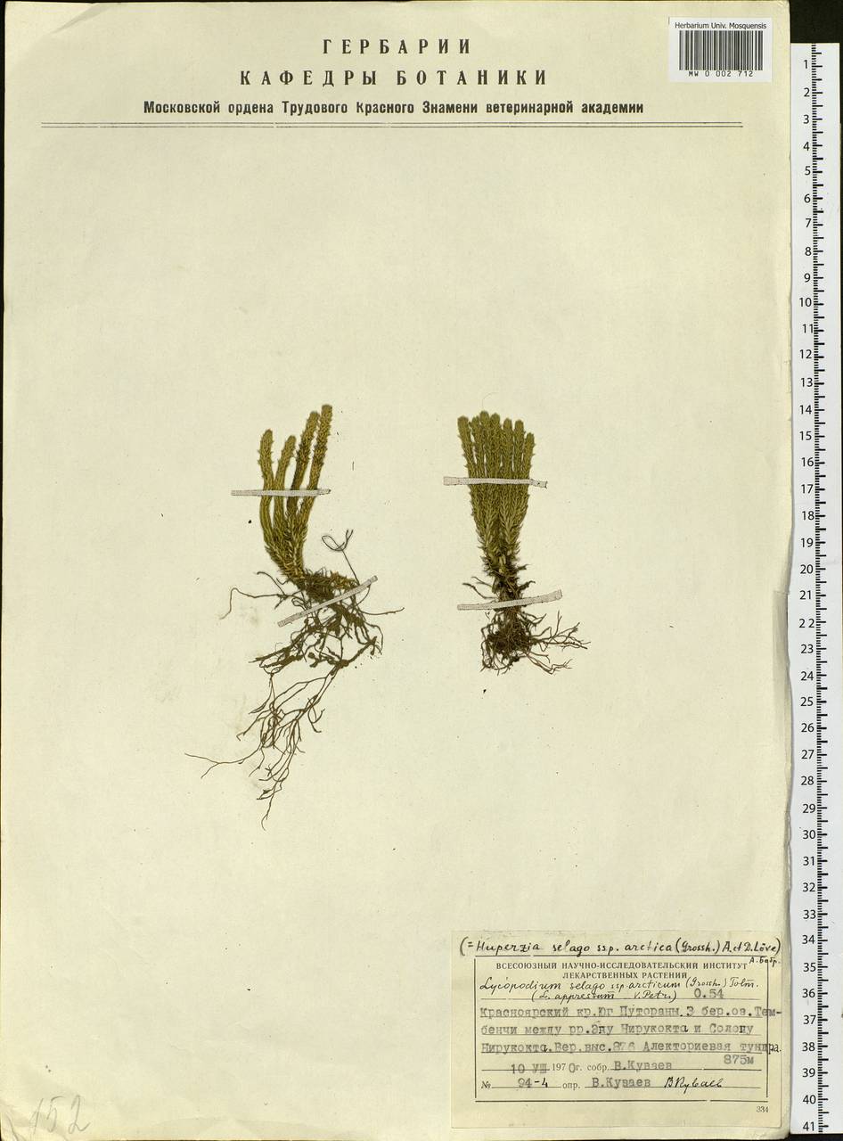 Huperzia selago subsp. appressa (Bach. Pyl. ex Desv.) D. Löve, Siberia, Central Siberia (S3) (Russia)