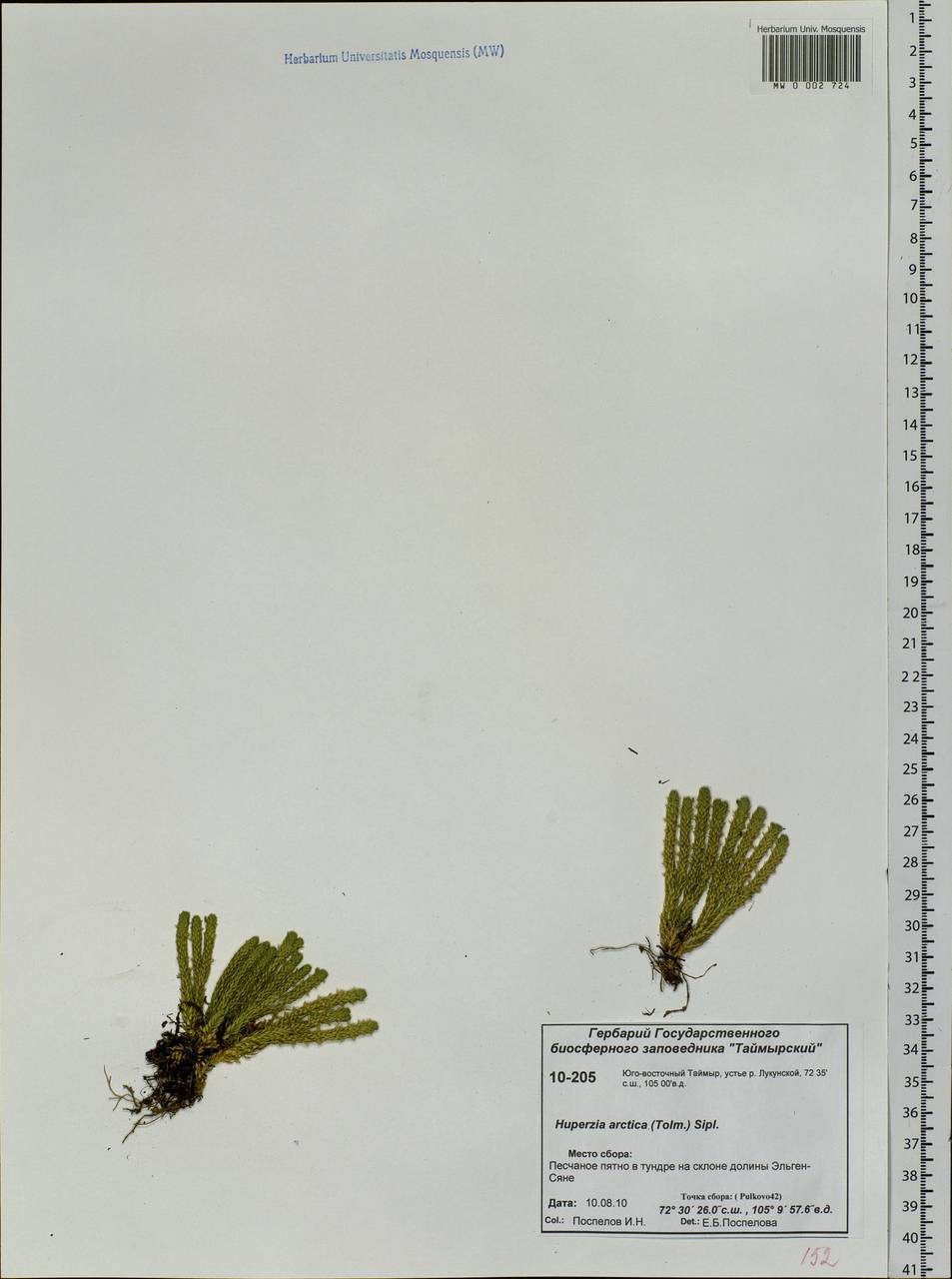Huperzia selago subsp. appressa (La Pylaie ex Desv.) D. Löve, Siberia, Central Siberia (S3) (Russia)