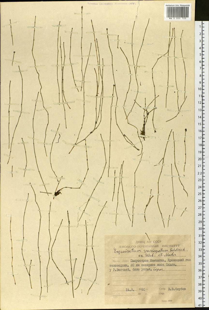 Equisetum variegatum Schleich., Siberia, Chukotka & Kamchatka (S7) (Russia)