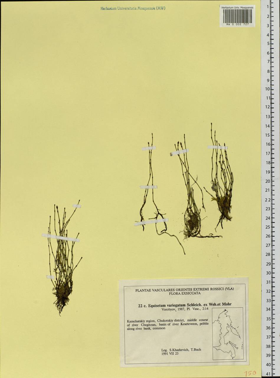 Equisetum variegatum Schleich., Siberia, Chukotka & Kamchatka (S7) (Russia)