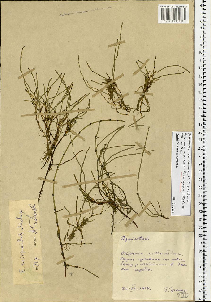 Equisetum variegatum Schleich., Siberia, Chukotka & Kamchatka (S7) (Russia)