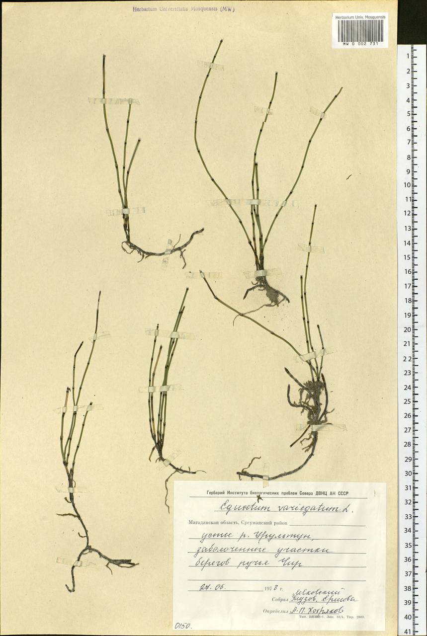 Equisetum variegatum Schleich., Siberia, Chukotka & Kamchatka (S7) (Russia)