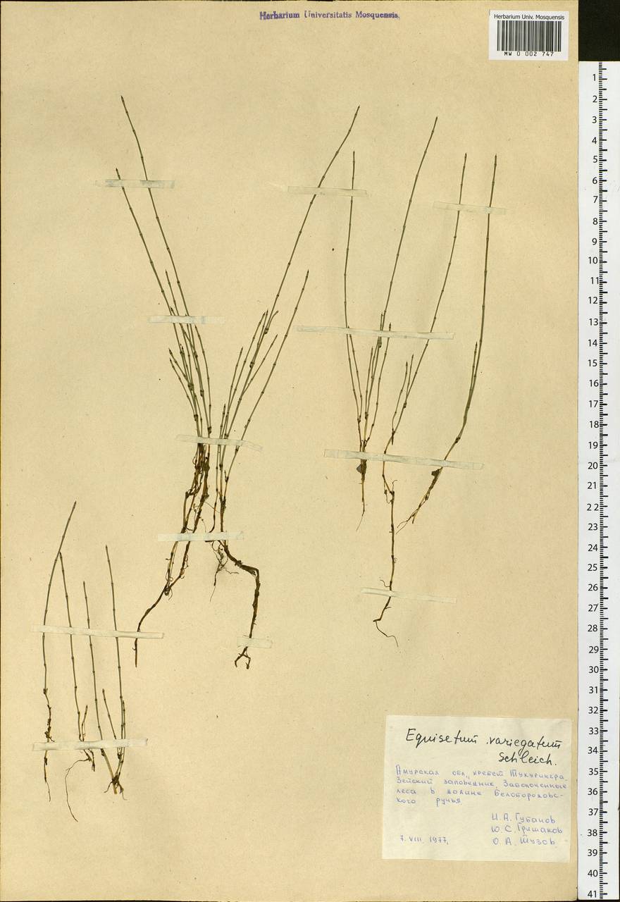 Equisetum variegatum Schleich., Siberia, Russian Far East (S6) (Russia)