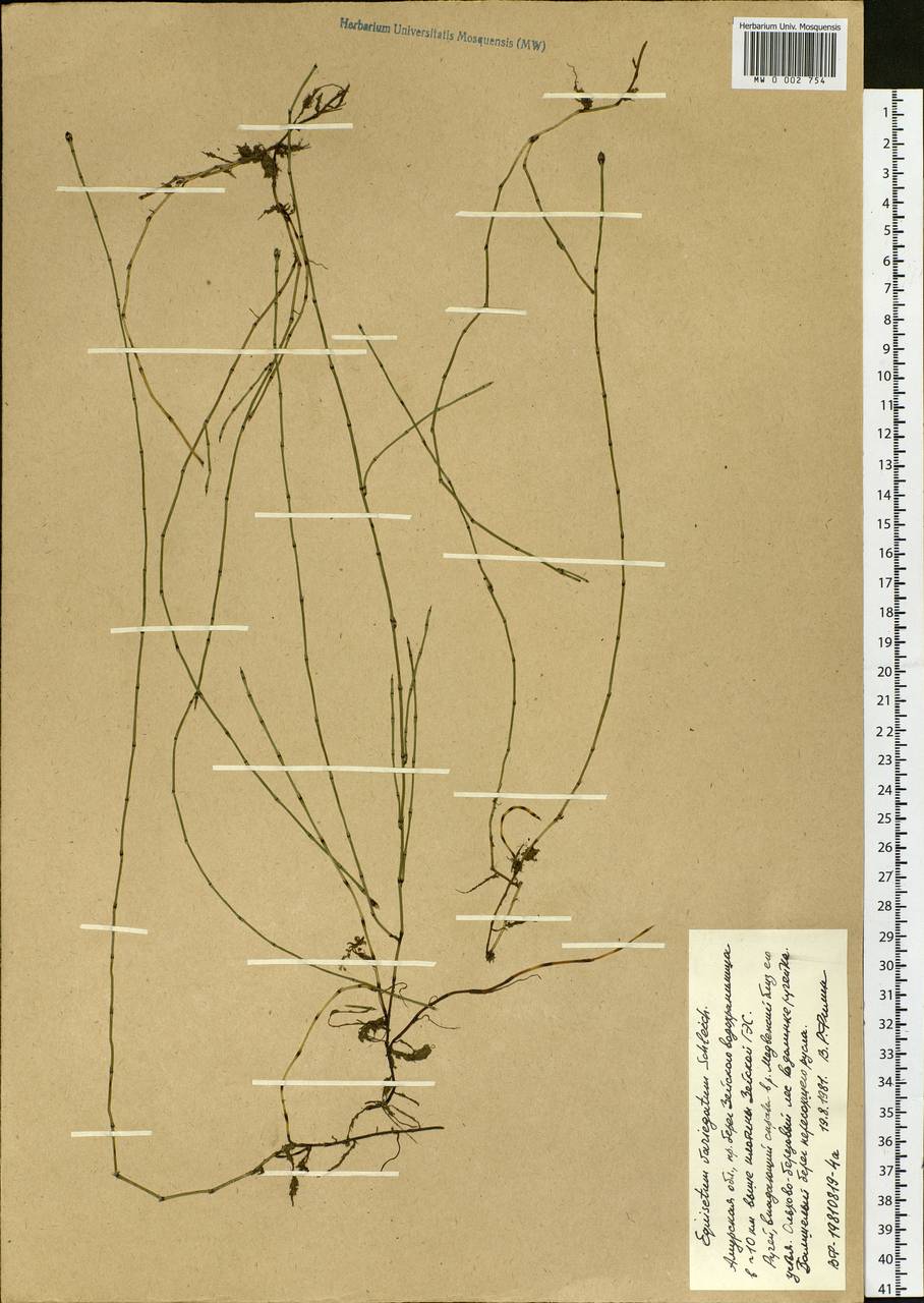 Equisetum variegatum Schleich., Siberia, Russian Far East (S6) (Russia)