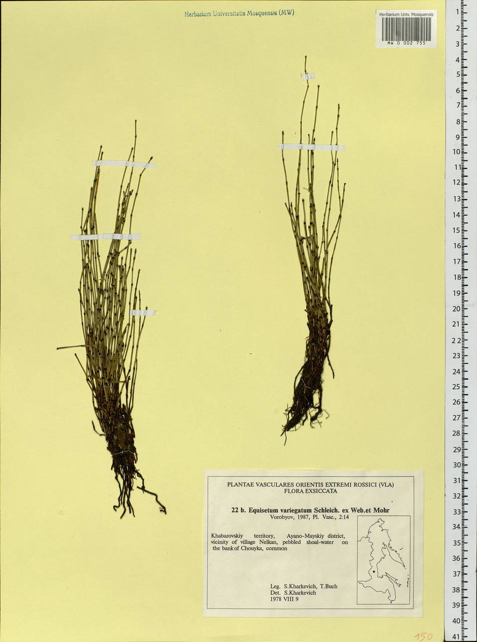 Equisetum variegatum Schleich. ex F. Weber & D. Mohr, Siberia, Russian Far East (S6) (Russia)
