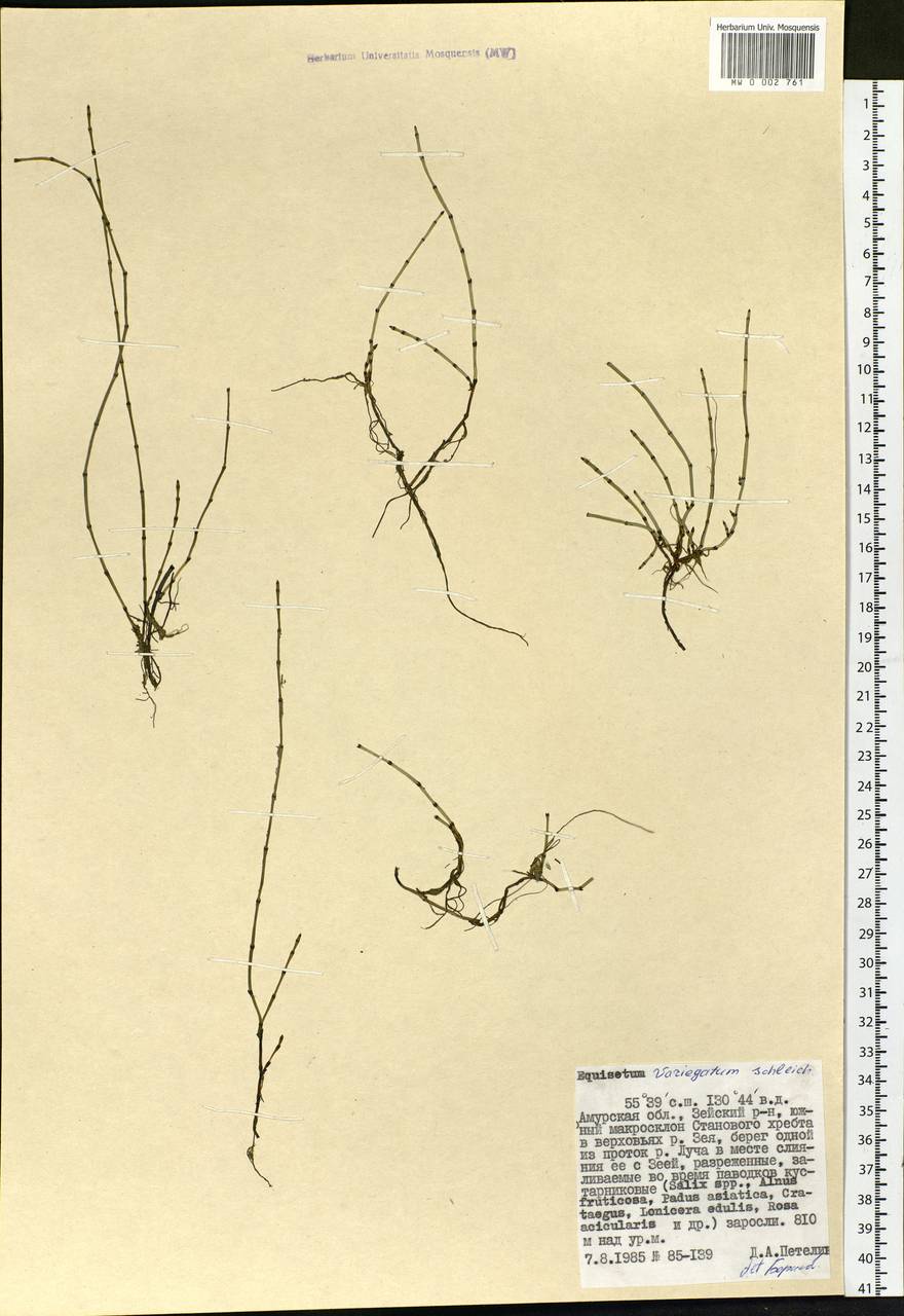 Equisetum variegatum Schleich., Siberia, Russian Far East (S6) (Russia)