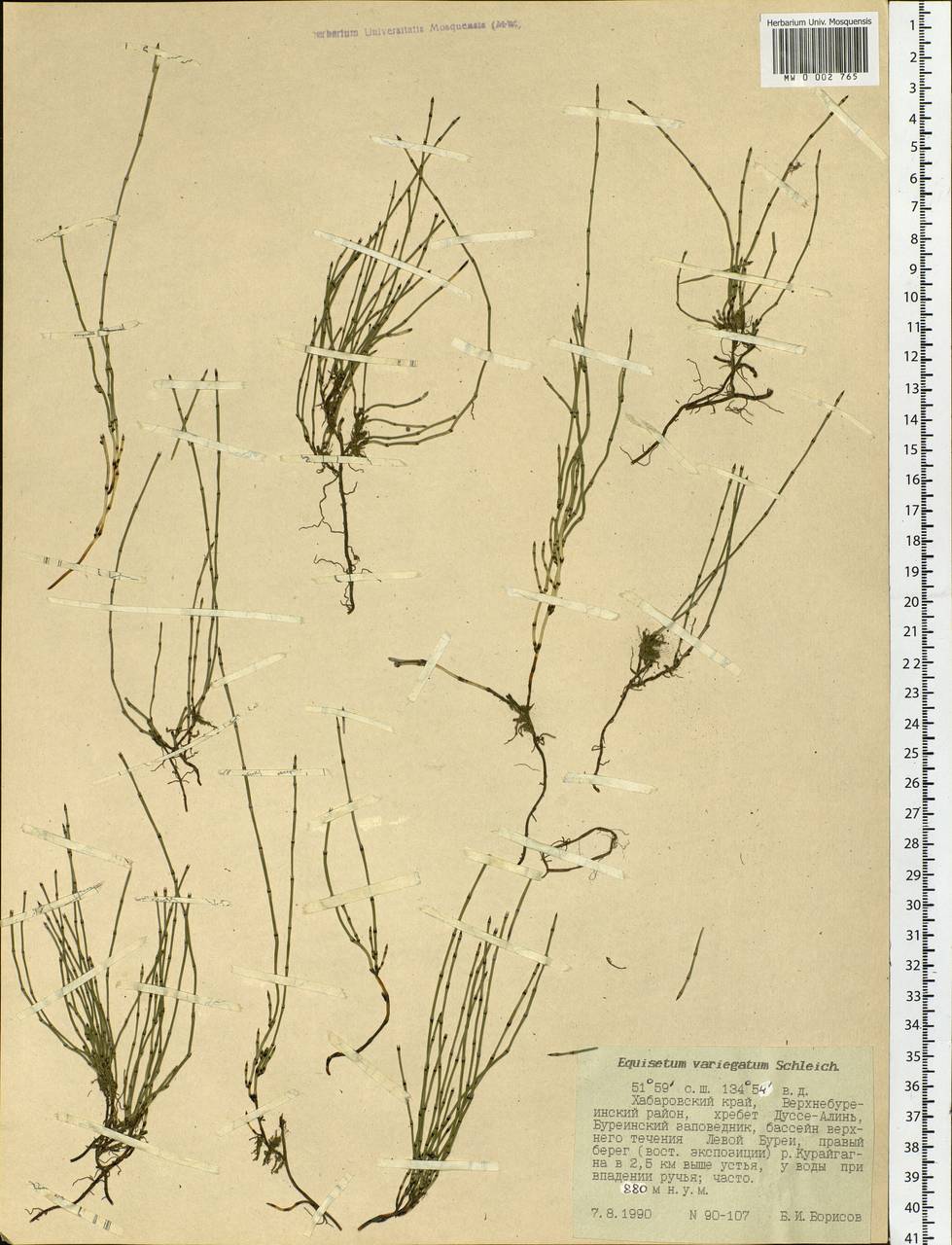 Equisetum variegatum Schleich., Siberia, Russian Far East (S6) (Russia)