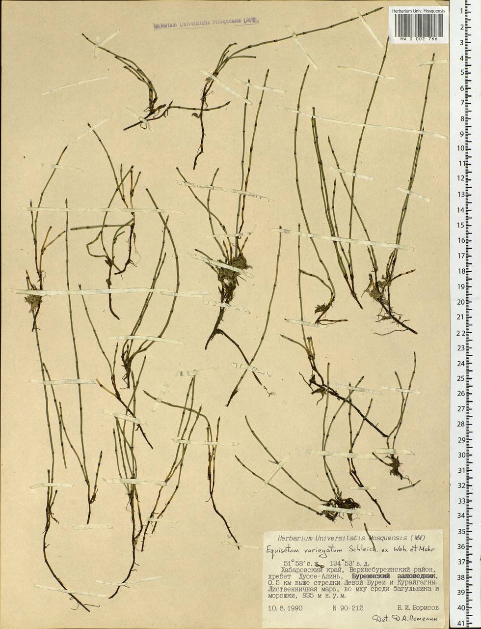 Equisetum variegatum Schleich., Siberia, Russian Far East (S6) (Russia)