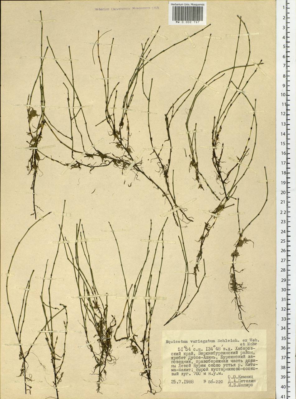 Equisetum variegatum Schleich., Siberia, Russian Far East (S6) (Russia)