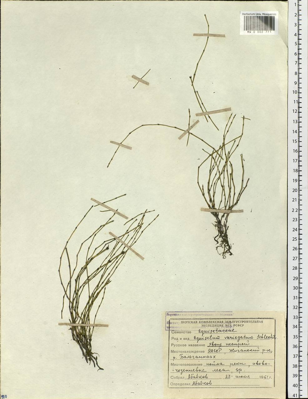 Equisetum variegatum Schleich. ex F. Weber & D. Mohr, Siberia, Yakutia (S5) (Russia)