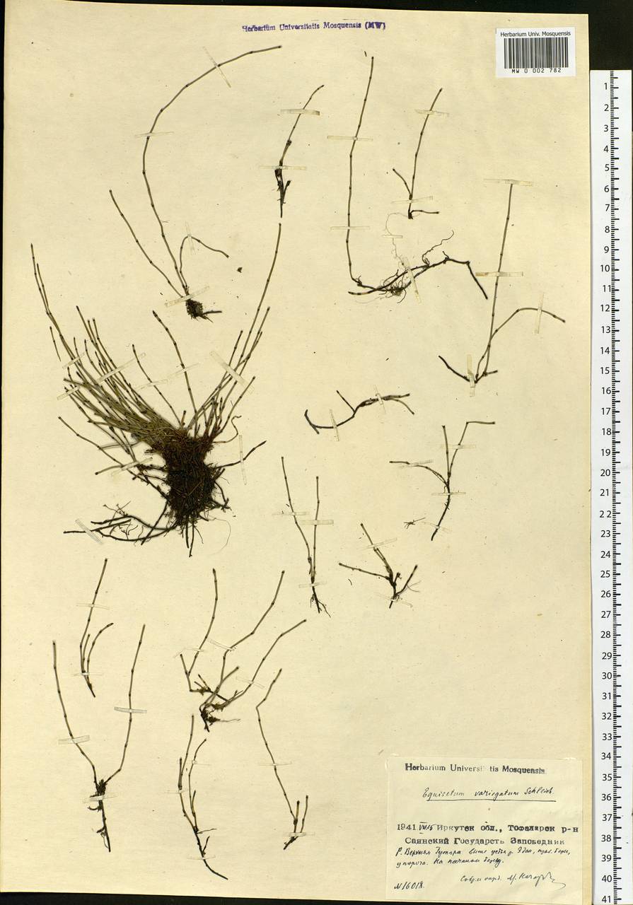 Equisetum variegatum Schleich. ex F. Weber & D. Mohr, Siberia, Baikal & Transbaikal region (S4) (Russia)