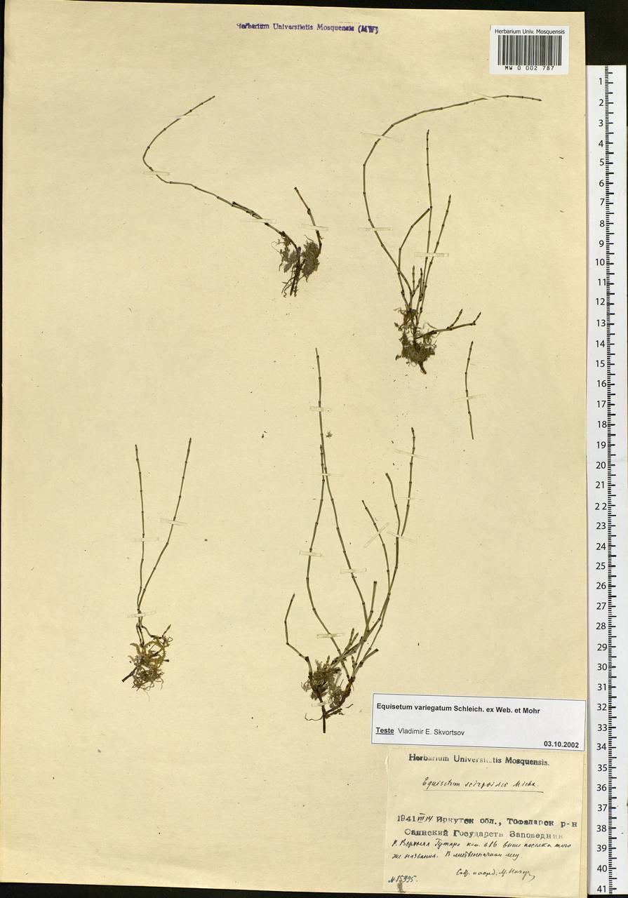Equisetum variegatum Schleich., Siberia, Baikal & Transbaikal region (S4) (Russia)