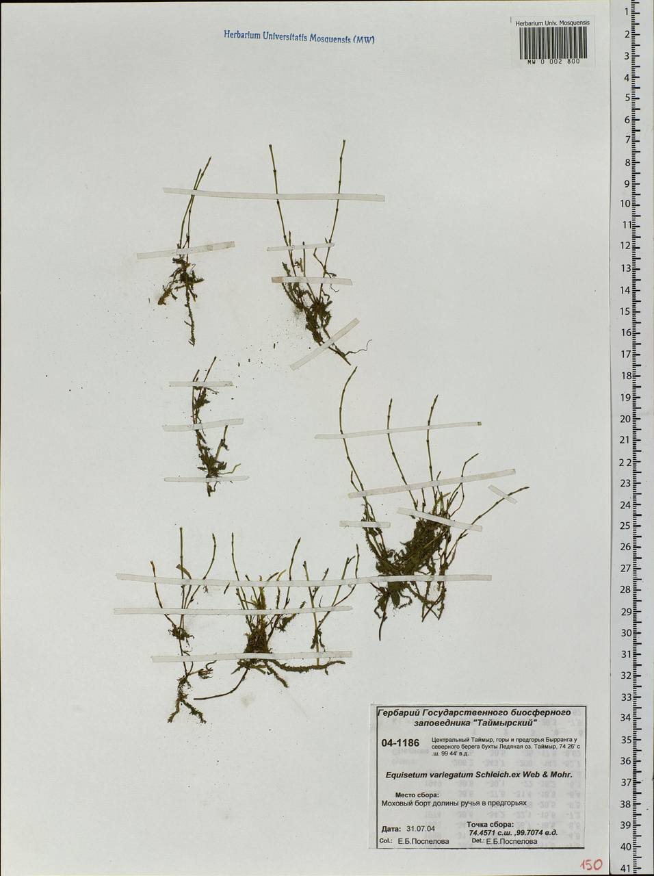 Equisetum variegatum Schleich. ex F. Weber & D. Mohr, Siberia, Central Siberia (S3) (Russia)