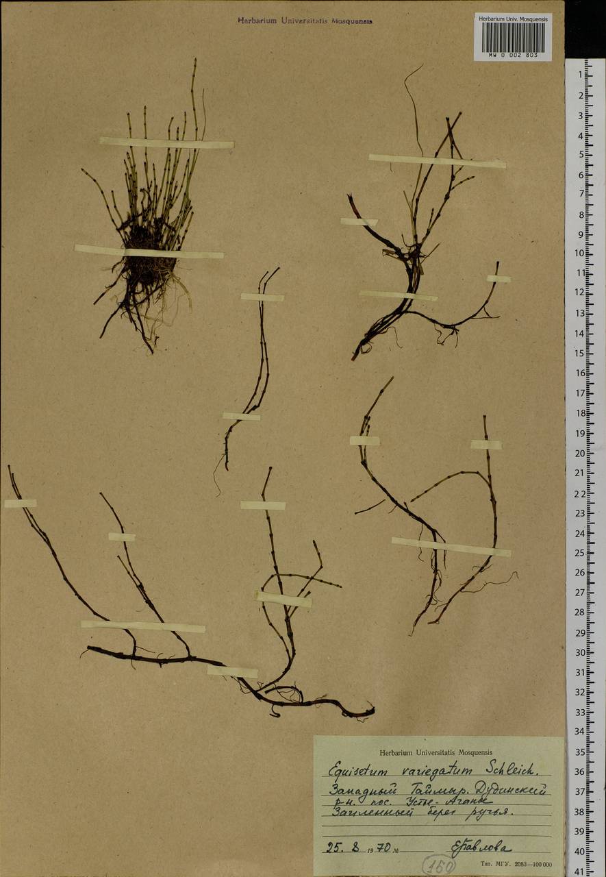 Equisetum variegatum Schleich., Siberia, Central Siberia (S3) (Russia)