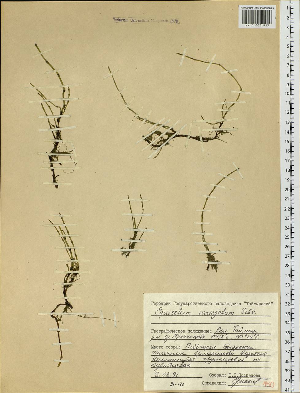 Equisetum variegatum Schleich. ex F. Weber & D. Mohr, Siberia, Central Siberia (S3) (Russia)